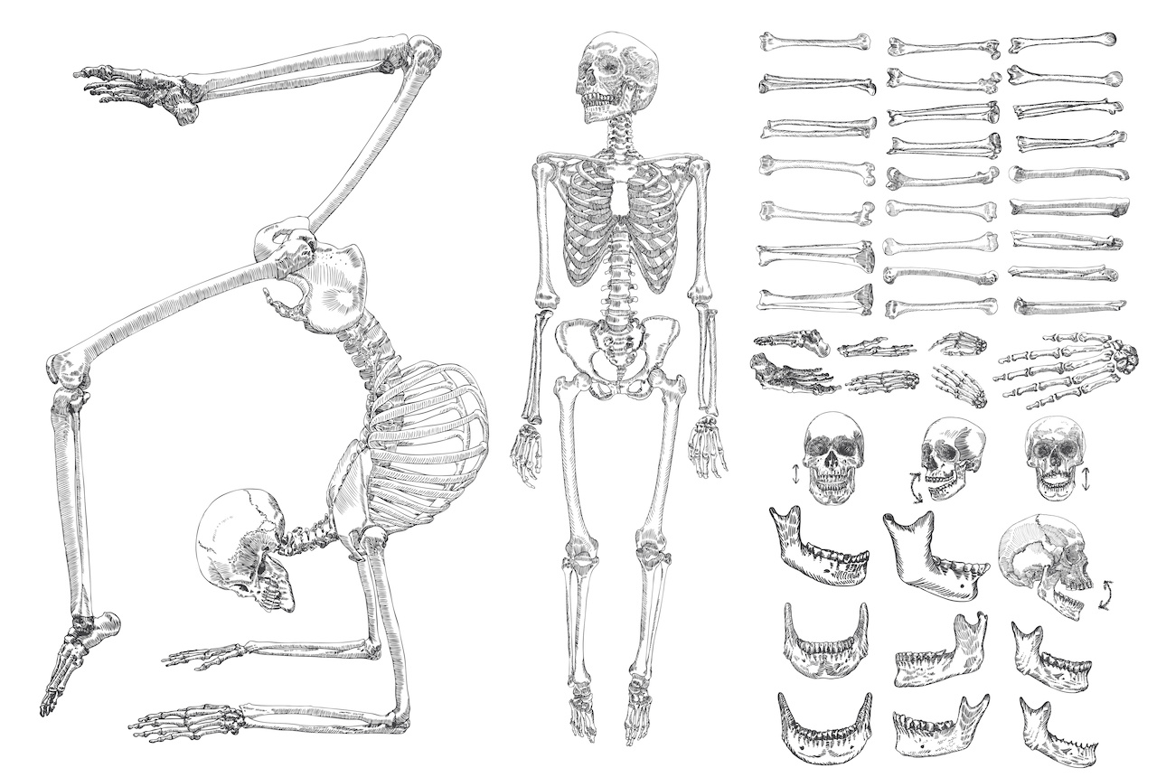 Image showing the human skeleton both in its intact form and in separate pieces